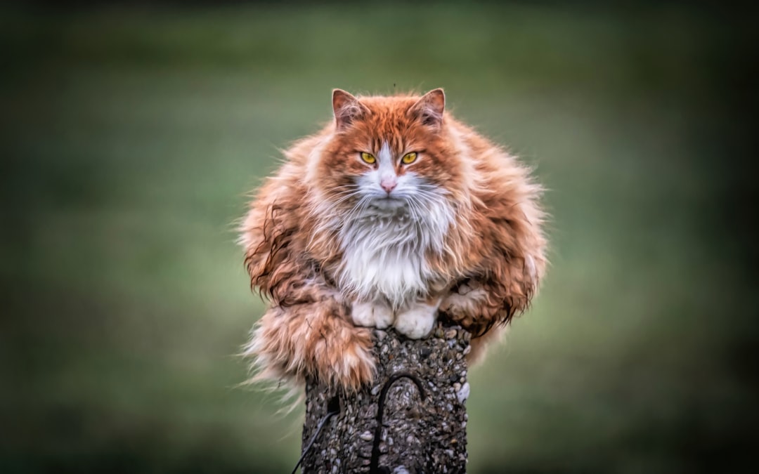 Photo Grumpy Cat