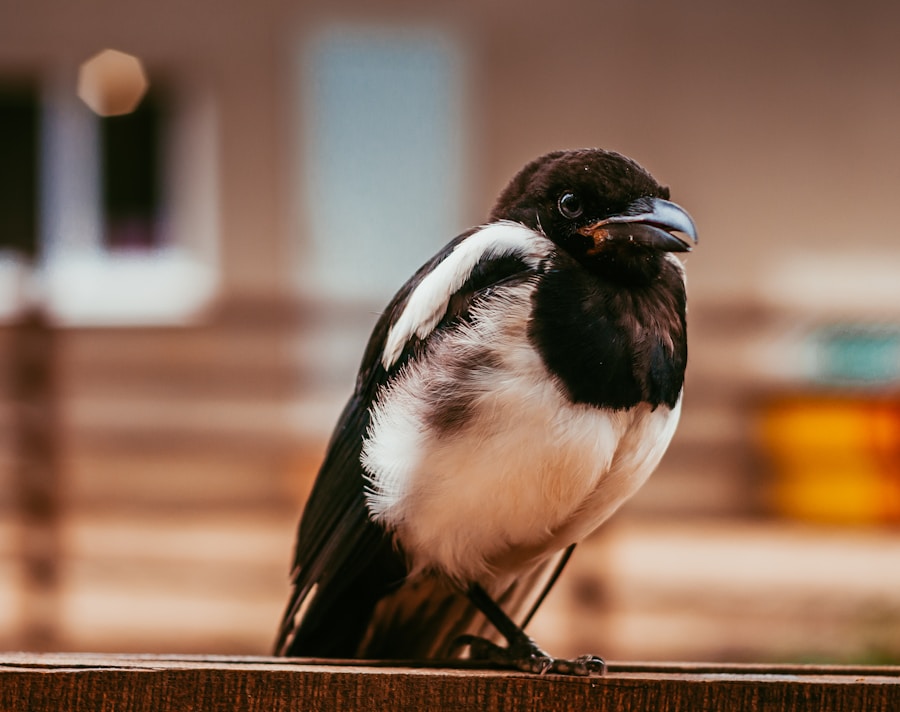 Photo Hootsuite bullet points in LinkedIn